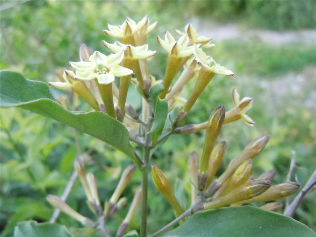 Cestrum parqui / Cestro